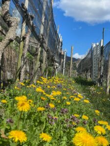 Vigneto a Salorino