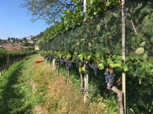 Veduta vigneto a Salorino